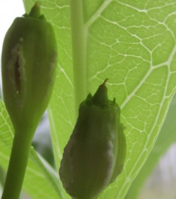 Bild green24 3 039.jpg