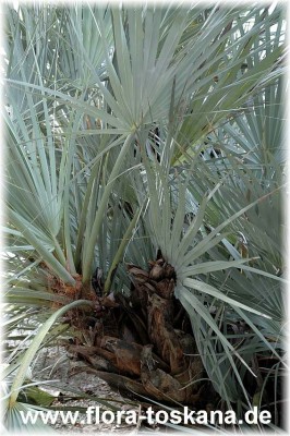 nannorrhops_ritchiana_3_-_011106.jpg