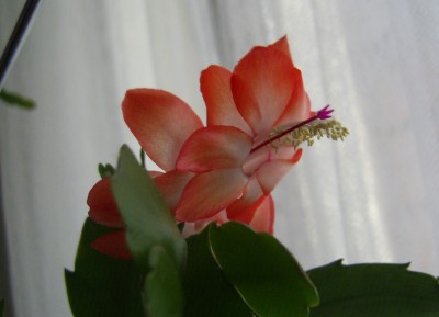 PIC_0009.JPG
