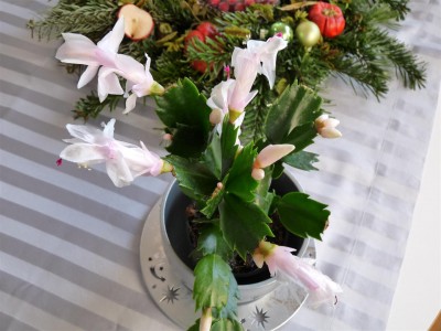 Schlumbergera.JPG