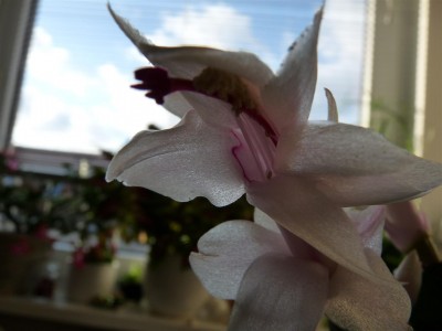 Schlumbergera (2).JPG