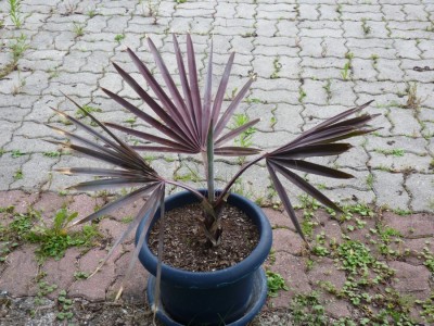 bismarckia juni 2011.jpg