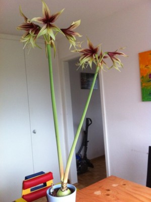 Jungle Star Blütenbild.jpg