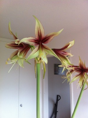 Jungle Star Blüte..jpg