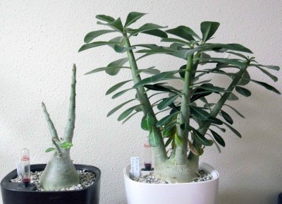 Adenium-Vergleich.jpg