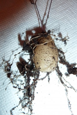 Mittl. Schildi (2).JPG