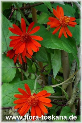 senecio_confusus_-_170906.jpg