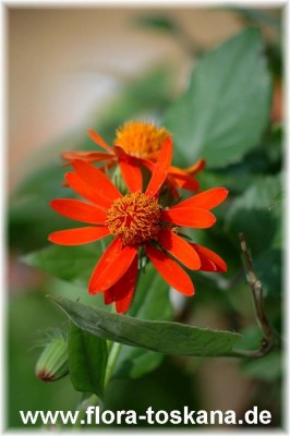 senecio_confusus_1_-_090805.jpg