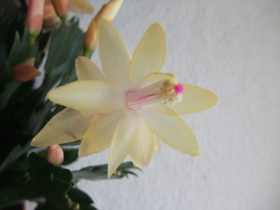 DSCF1228.JPG