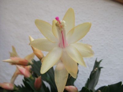 DSCF1225.JPG