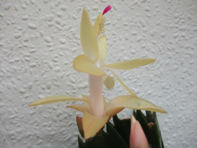 DSCF1224.JPG