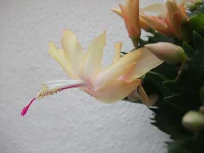DSCF1222.JPG