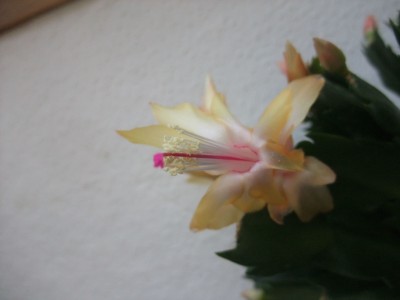 DSCF1221.JPG