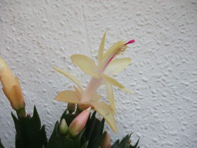 DSCF1219.JPG