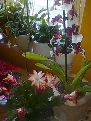 ..Schlumbergera Samba Brasil.JPG