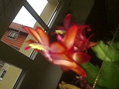 ..Schlumbergera pink-rot-rosa.JPG