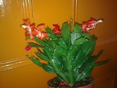 ..Schlumbergera Amazonas Brasil.JPG