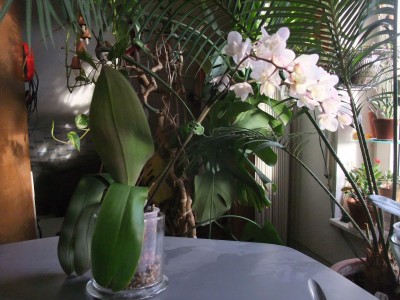 DSCF1238.JPG
