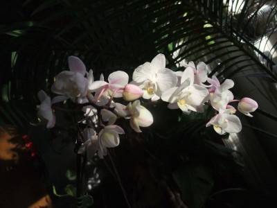 DSCF1248.JPG