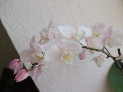 DSCF1229.JPG