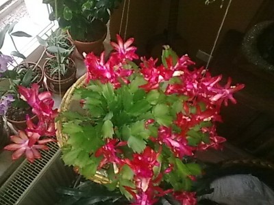 ..Schlumbergera'''.JPG