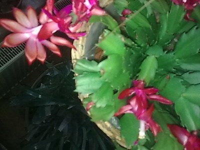 ..Schlumbergera''.JPG