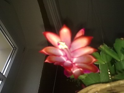 ..schlumbergera'.JPG