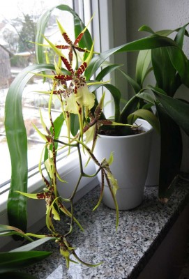 Brassia gelbbraun_9509.jpg