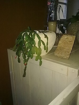 ..Schlumbergera russeliana.....JPG
