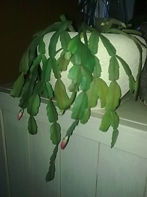 ..Schlumbergera russeliana....JPG