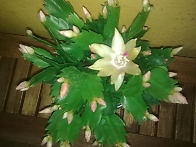 ..Schlumbergera gelb.JPG