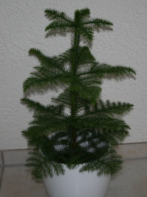 IMG_5714.JPG.JPG