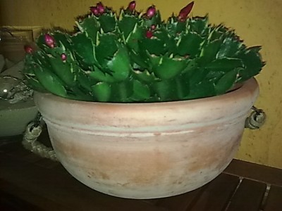 ..panaschierte Schlumbergera....JPG