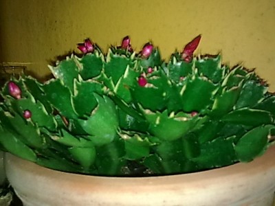 ..panaschierte Schlumbergera...JPG