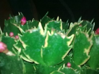 ..panaschierte Schlumbergera'.JPG