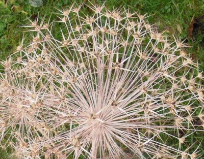 Allium christophii Fruchtstand.jpg