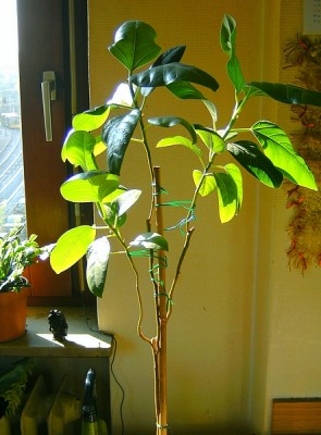 PICT0256.JPG
