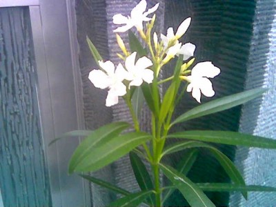 oleander_neu.jpg