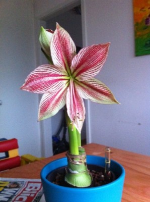 Exotic Star Blüte..jpg
