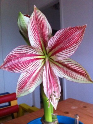Exotic Star Blüte.jpg