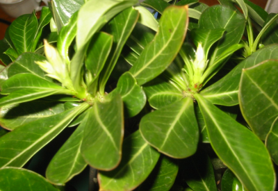 Wüsti vom 16.12.2011.PNG