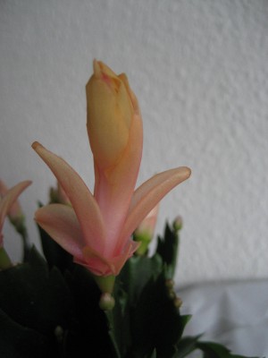 IMG_1377.JPG