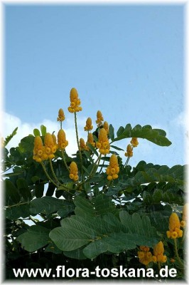 cassia_alata_2_-_041106.jpg