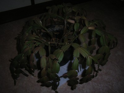 RIMG0180.JPG