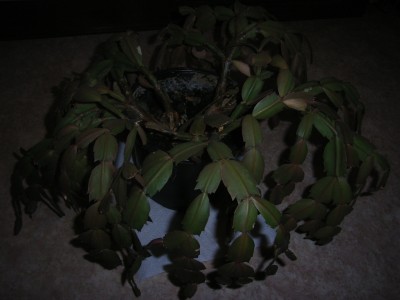RIMG0179.JPG
