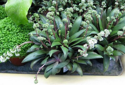 Dezemberrätsel_Auflösung Crassula rosularis0241.jpg