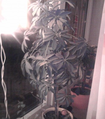 Foto0101.jpg