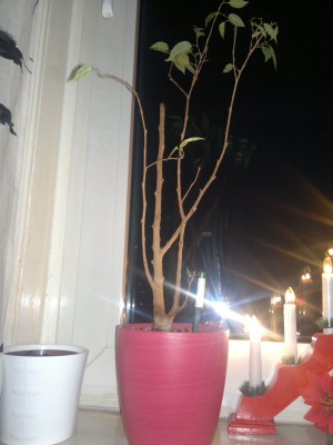 17122011113_1.jpg