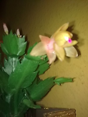 ..gelb-rosa schlumbi.....JPG