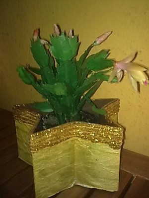 ..gelb-rosa schlumbi....JPG